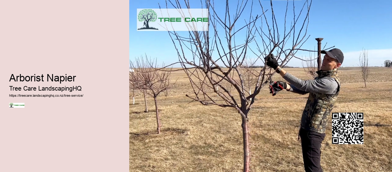 Tree Removal Tauranga